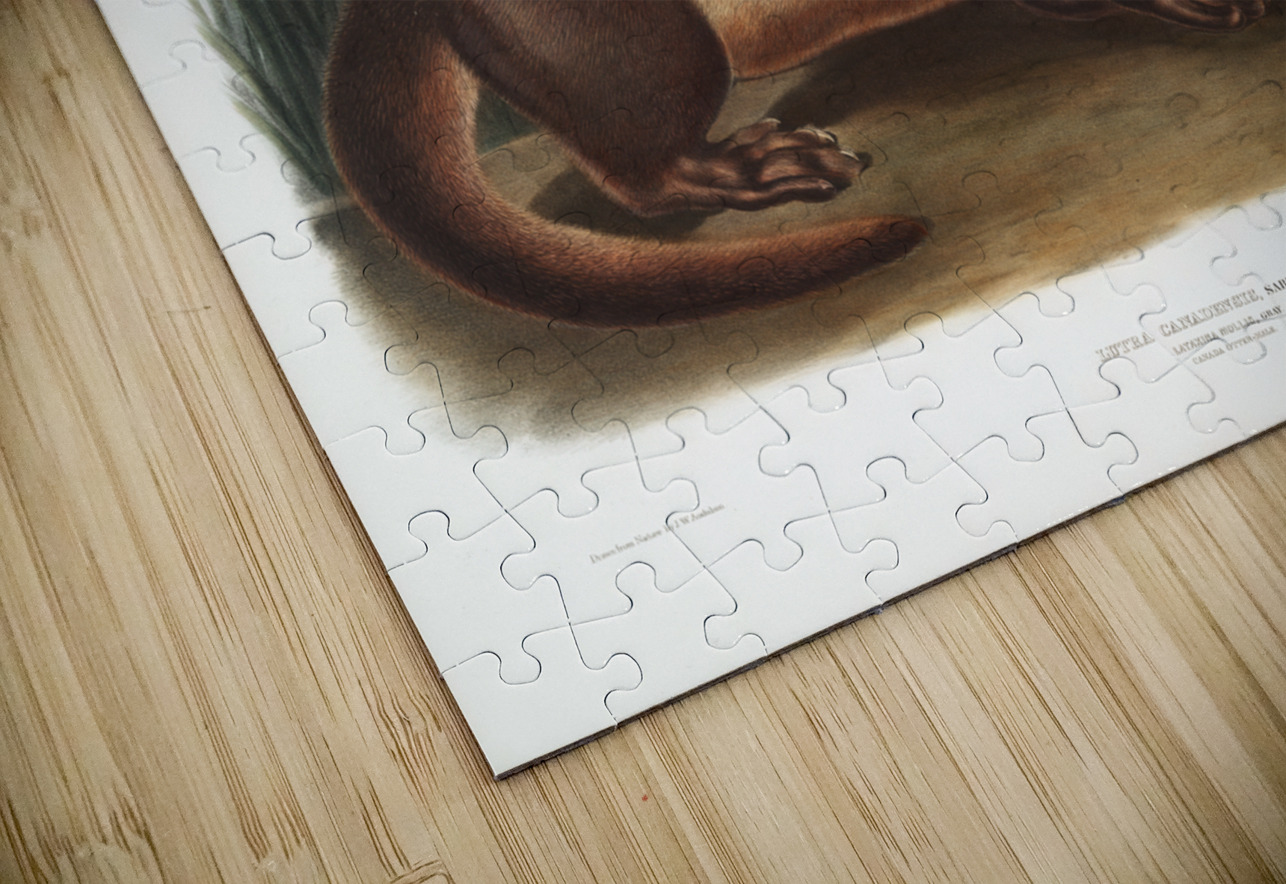 Canada Otter Lutra Canadensis  IStockHistory com Puzzle