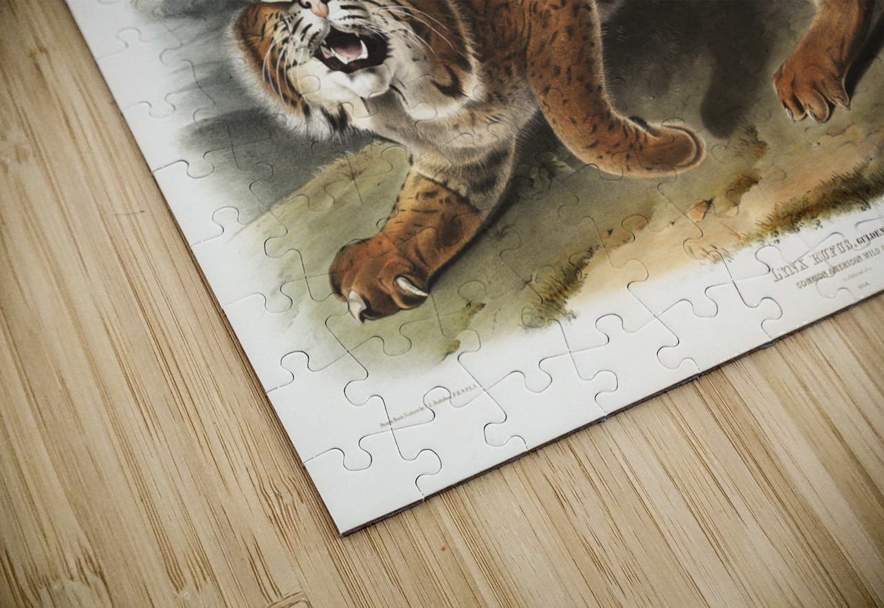 American wild cat Lynx rufus  IStockHistory com Puzzle
