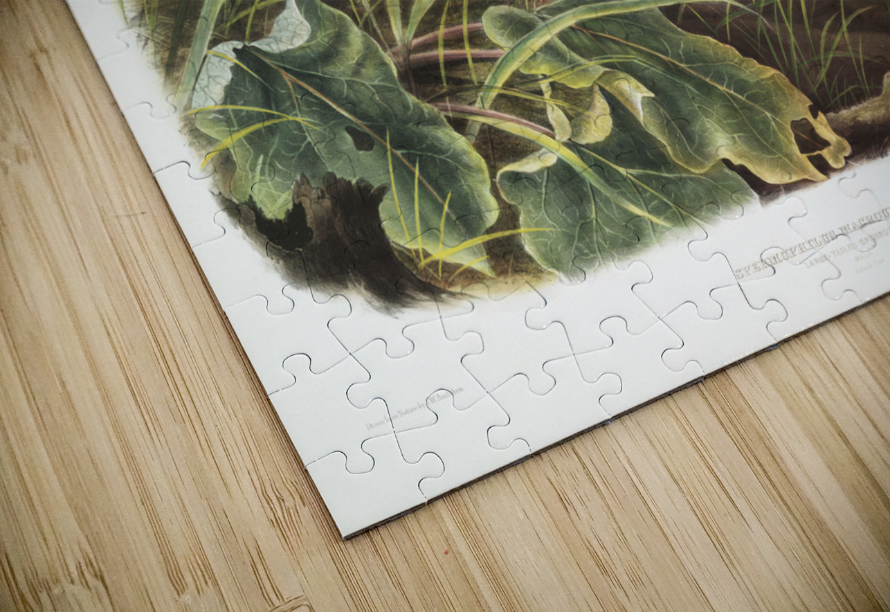 Large-tailed Spermophile Spermophilus macrourus  IStockHistory com Puzzle