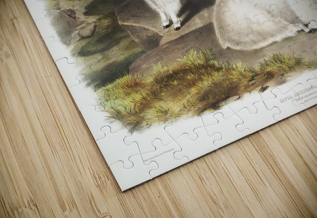 Tawny Weasel Putorius fuscus  IStockHistory com Puzzle