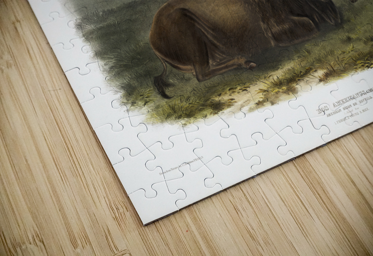 Californian Hare Lepus californicus  IStockHistory com Puzzle