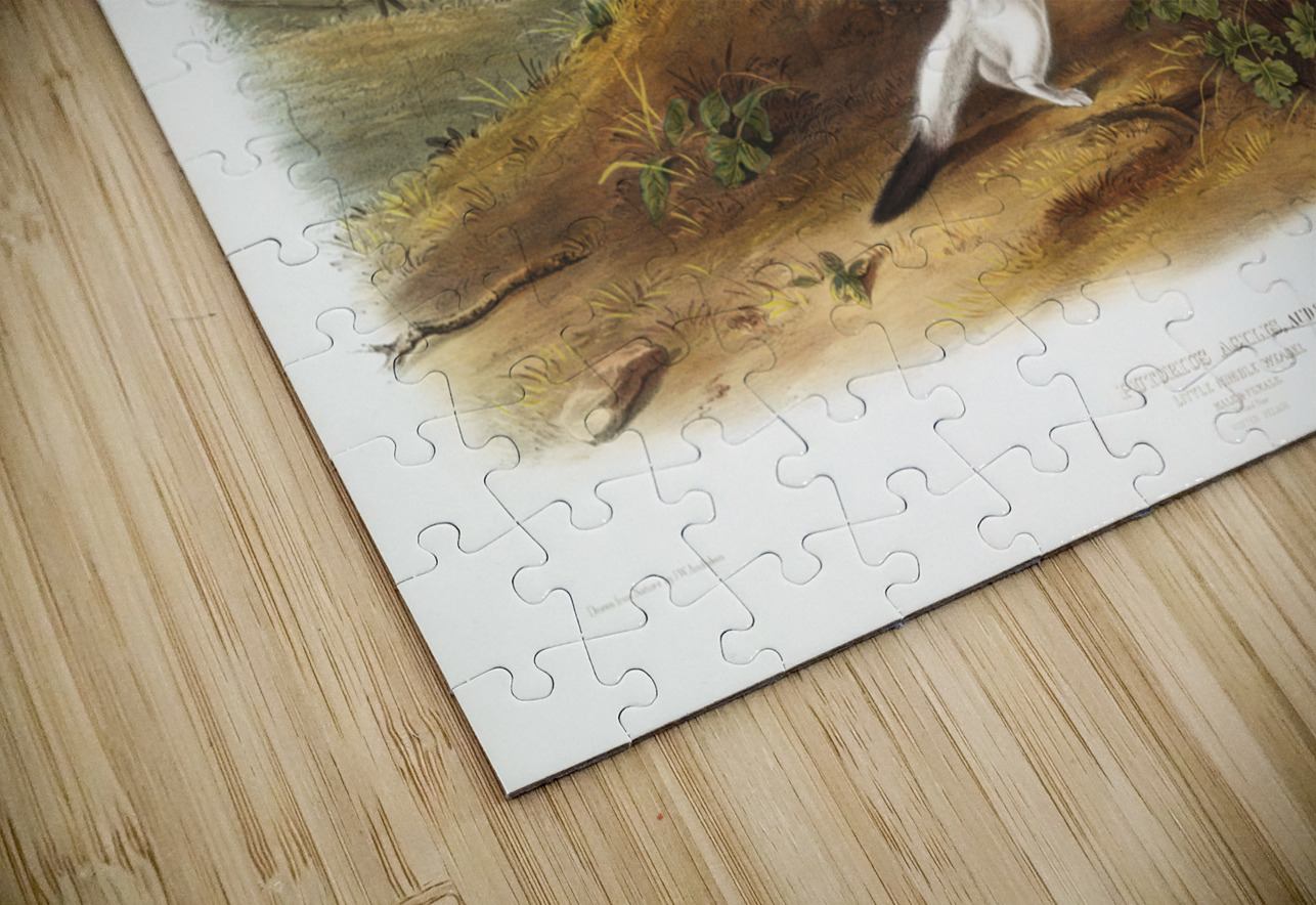 Little Nimble Weasel Putorius agilis  IStockHistory com Puzzle