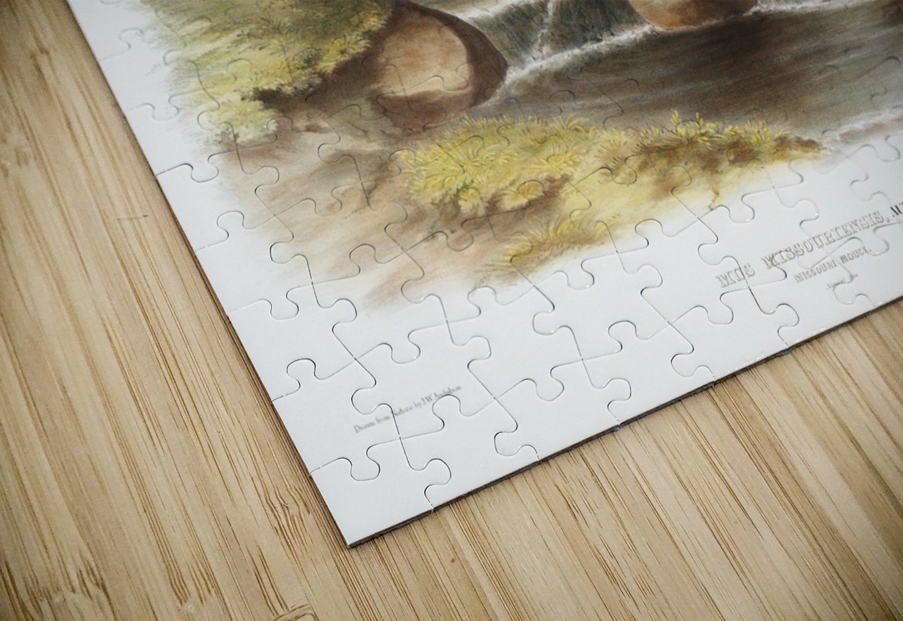 Missouri Mouse Mus missouriensis  IStockHistory com Puzzle