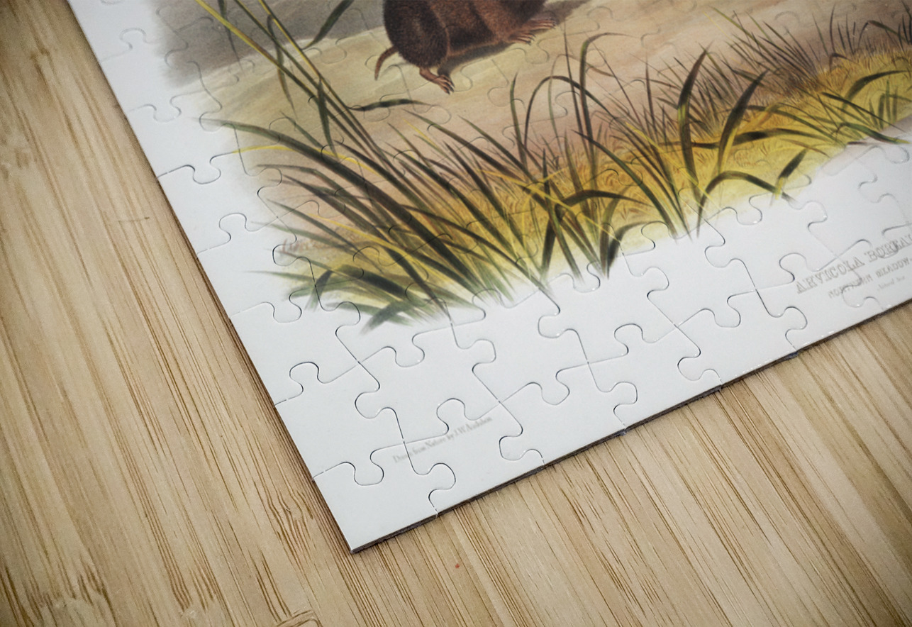 Northern Meadow-Mouse Arvicola borealis  IStockHistory com Puzzle