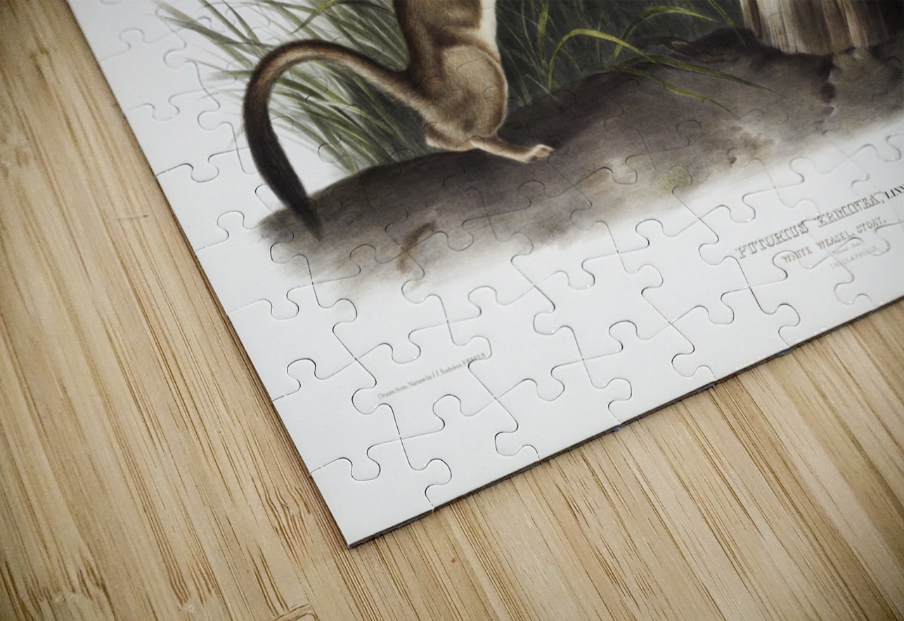 White Weasel Stoat Puttorius ermninea  IStockHistory com Puzzle