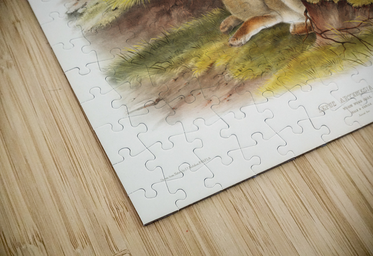 Warm Wood Hare Lepus artemesia  IStockHistory com Puzzle