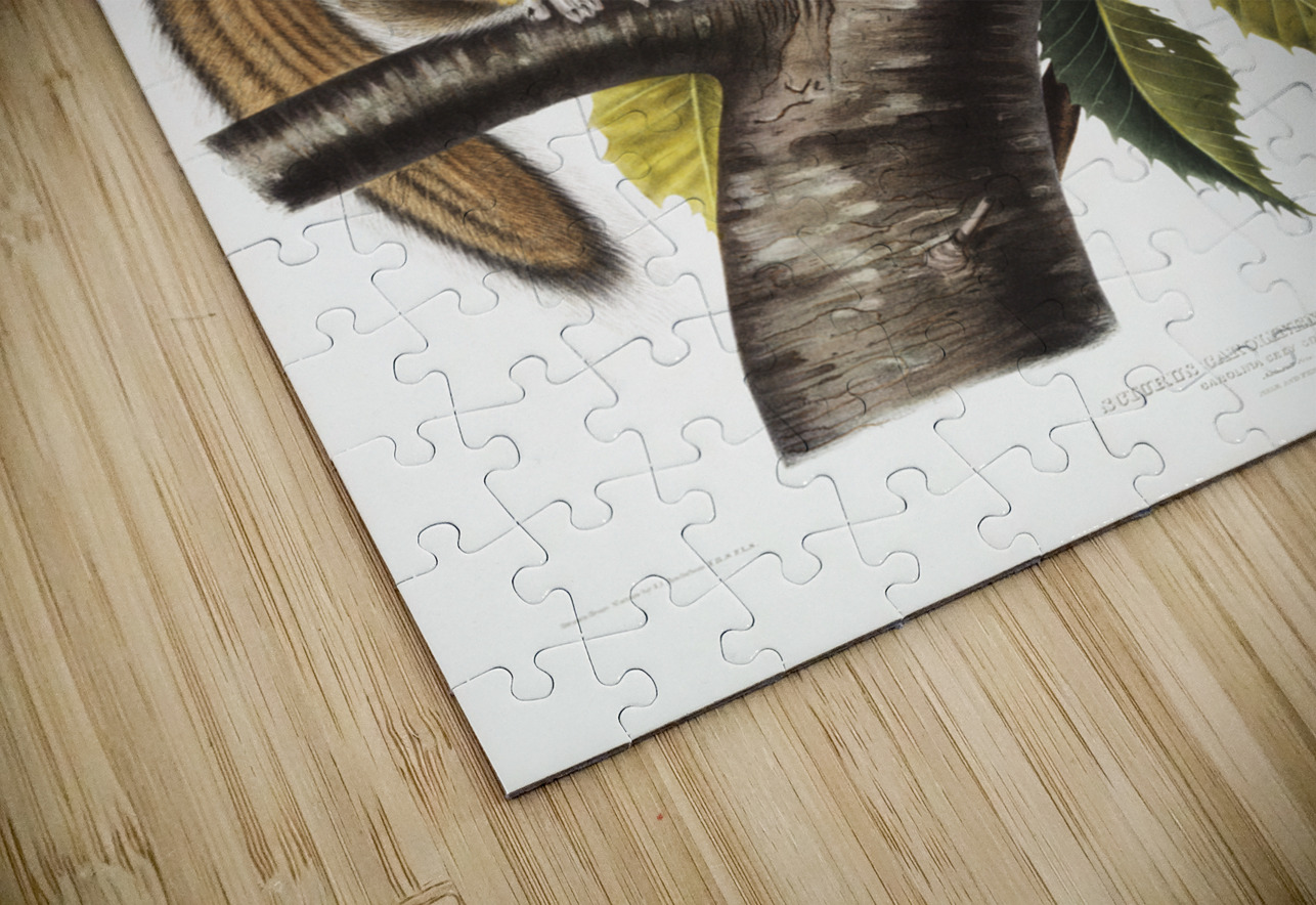 Carolina Grey Squirrel Sciurus Carolinensis  IStockHistory com Puzzle