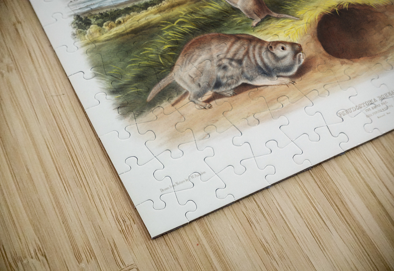 Camas Rat Pseudostoma Borealis  IStockHistory com Puzzle