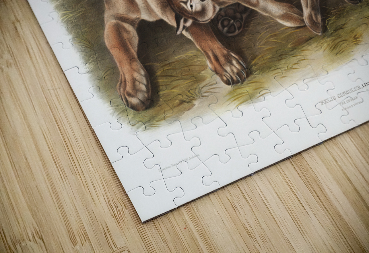 Cougar Felis concolor  IStockHistory com Puzzle