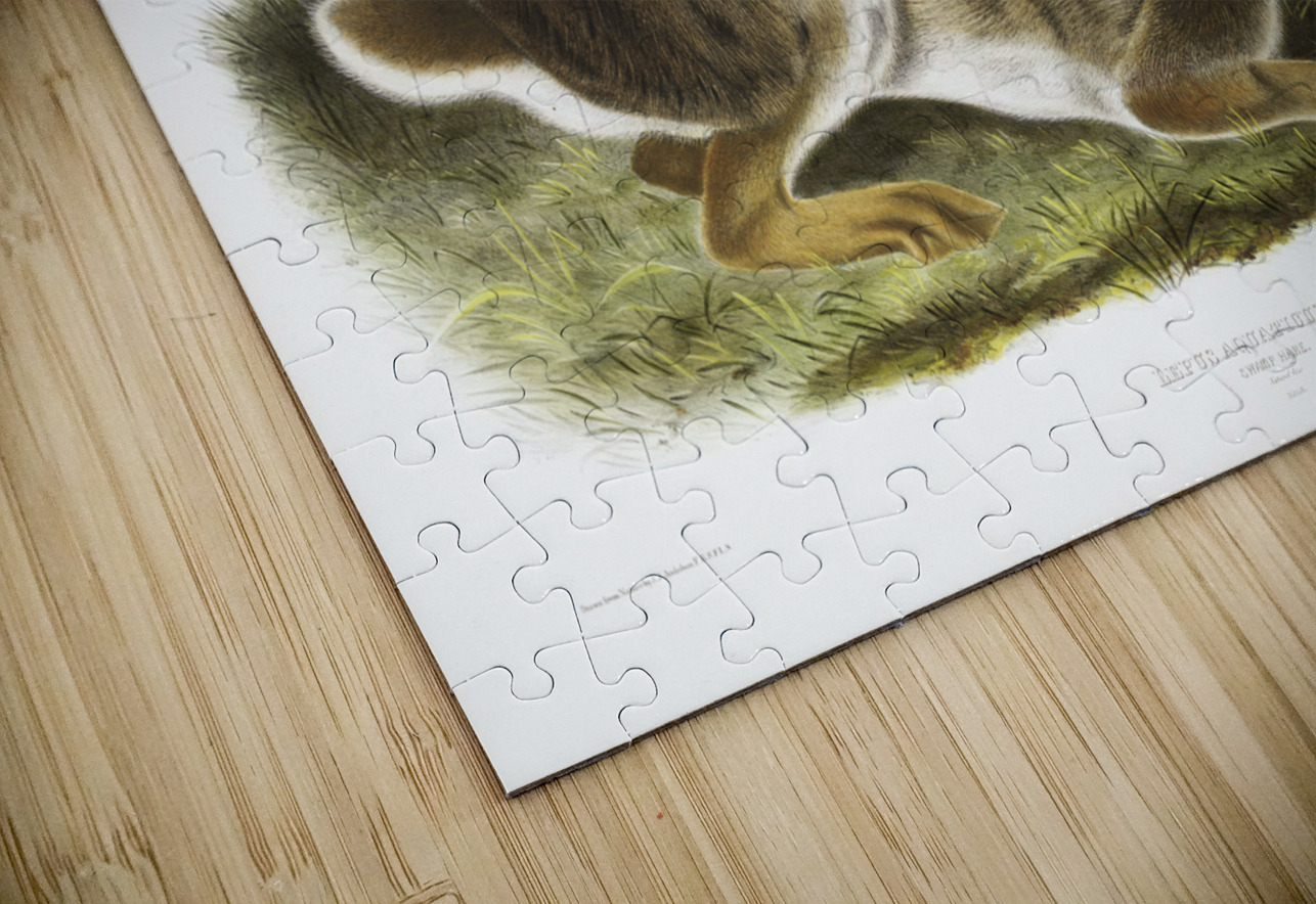 Swamp Hare Lepus aquaticus  IStockHistory com Puzzle