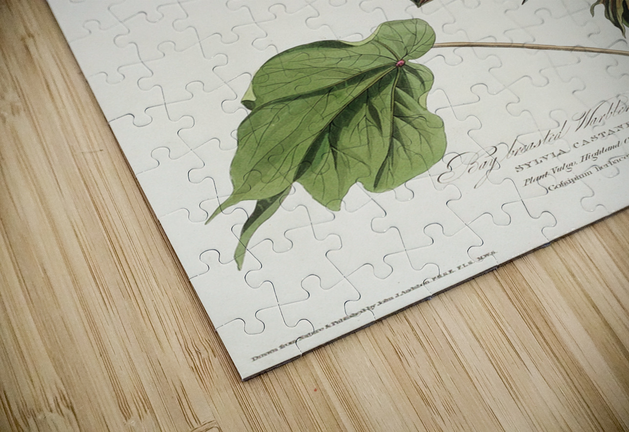 Bay-breasted Warbler IStockHistory com Puzzle