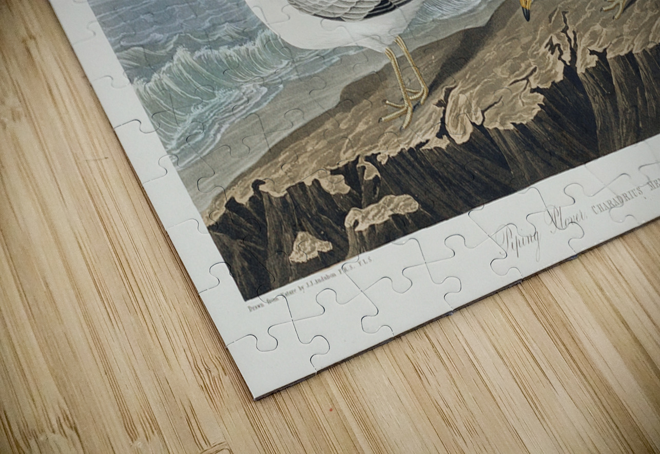 Great Marbled Godwit IStockHistory com Puzzle