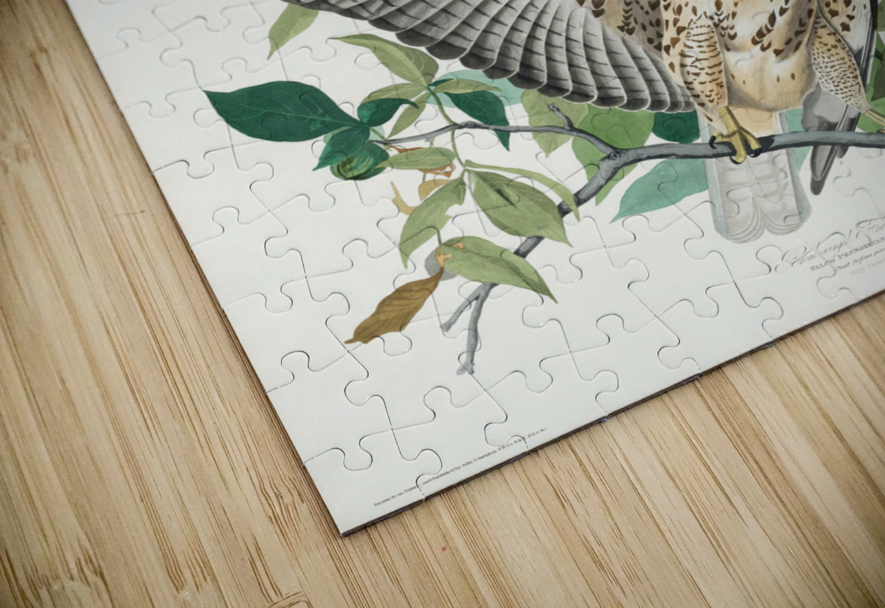 Broad-winged Hawk IStockHistory com Puzzle