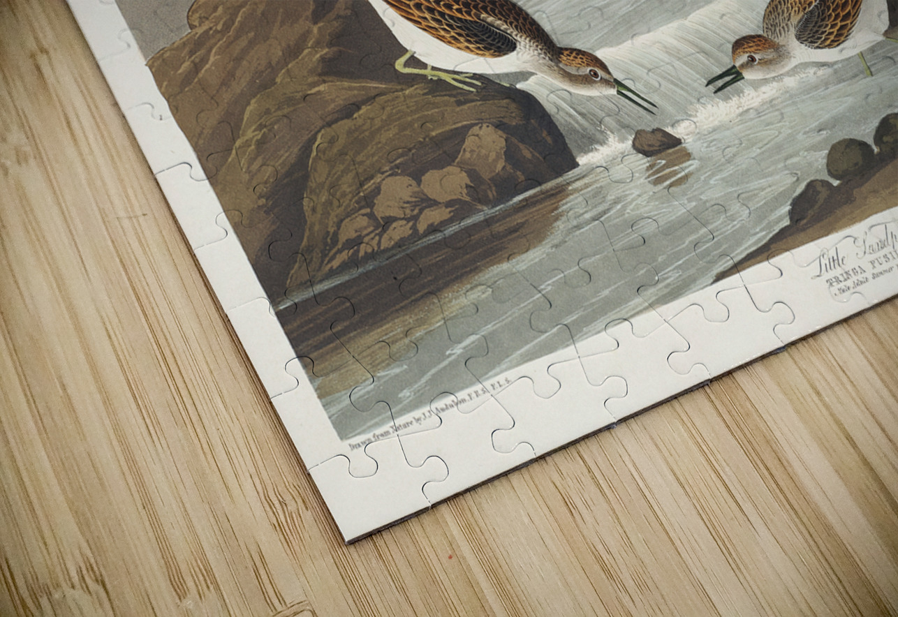 Little Sandpiper IStockHistory com Puzzle