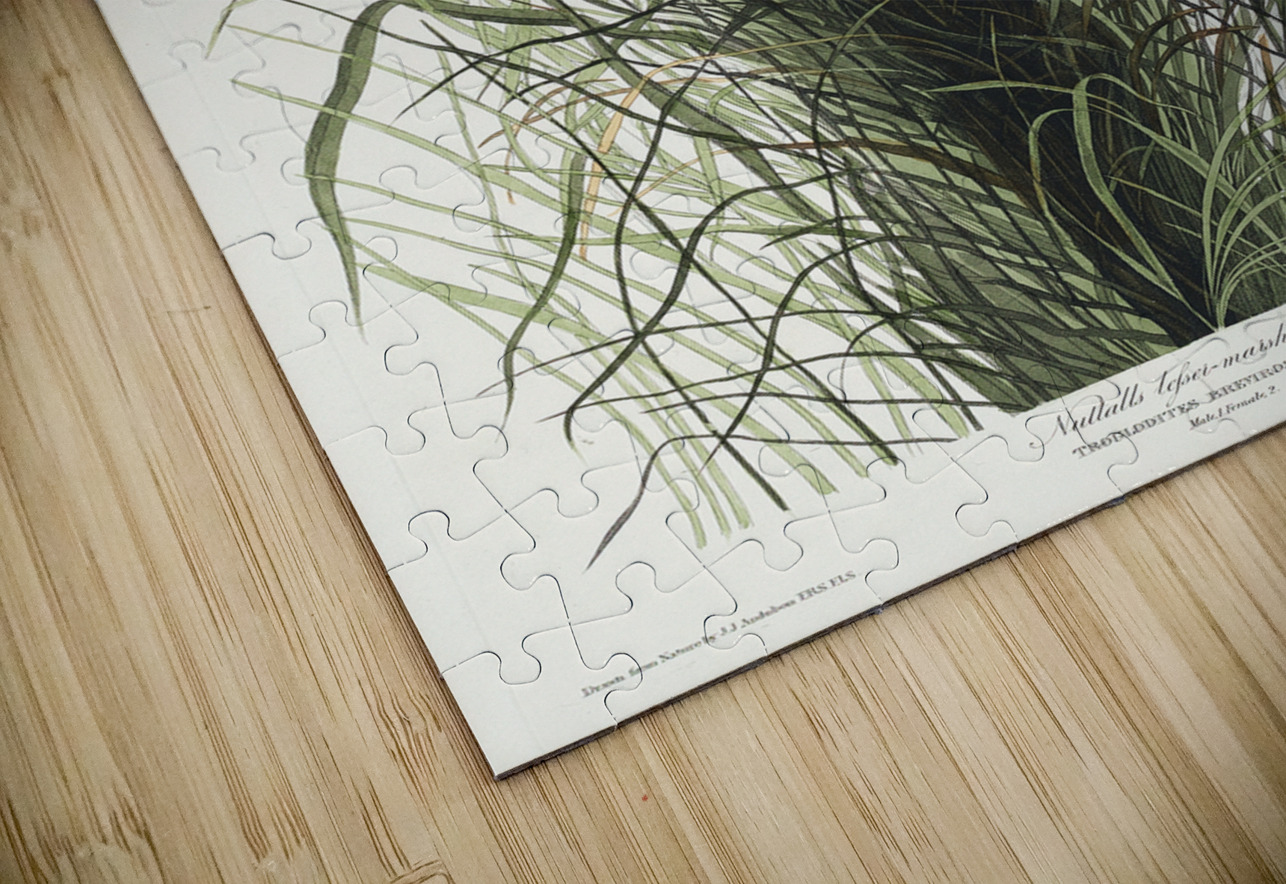 Nuttalls lesser-marsh Wren IStockHistory com Puzzle