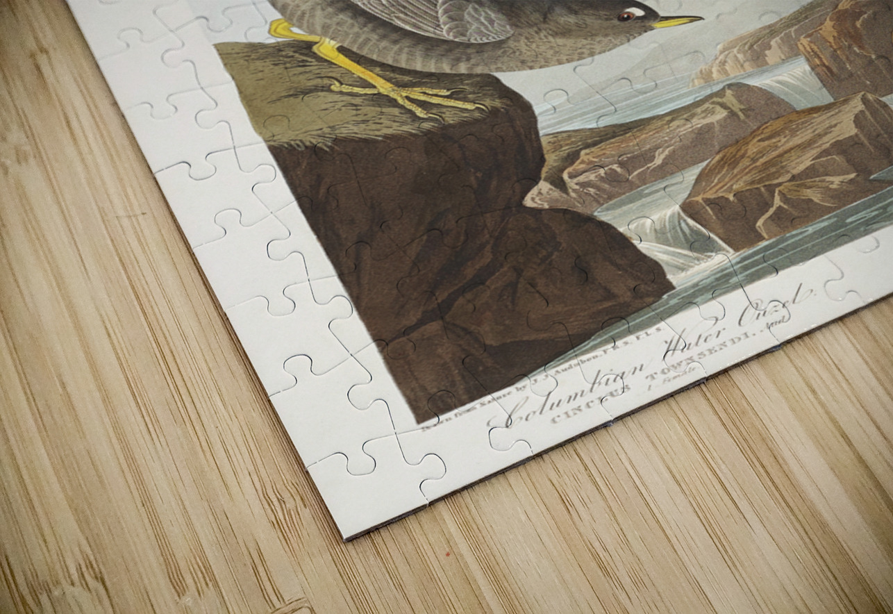 Columbian Water Ouzel and Arctic Water Ouzel IStockHistory com Puzzle