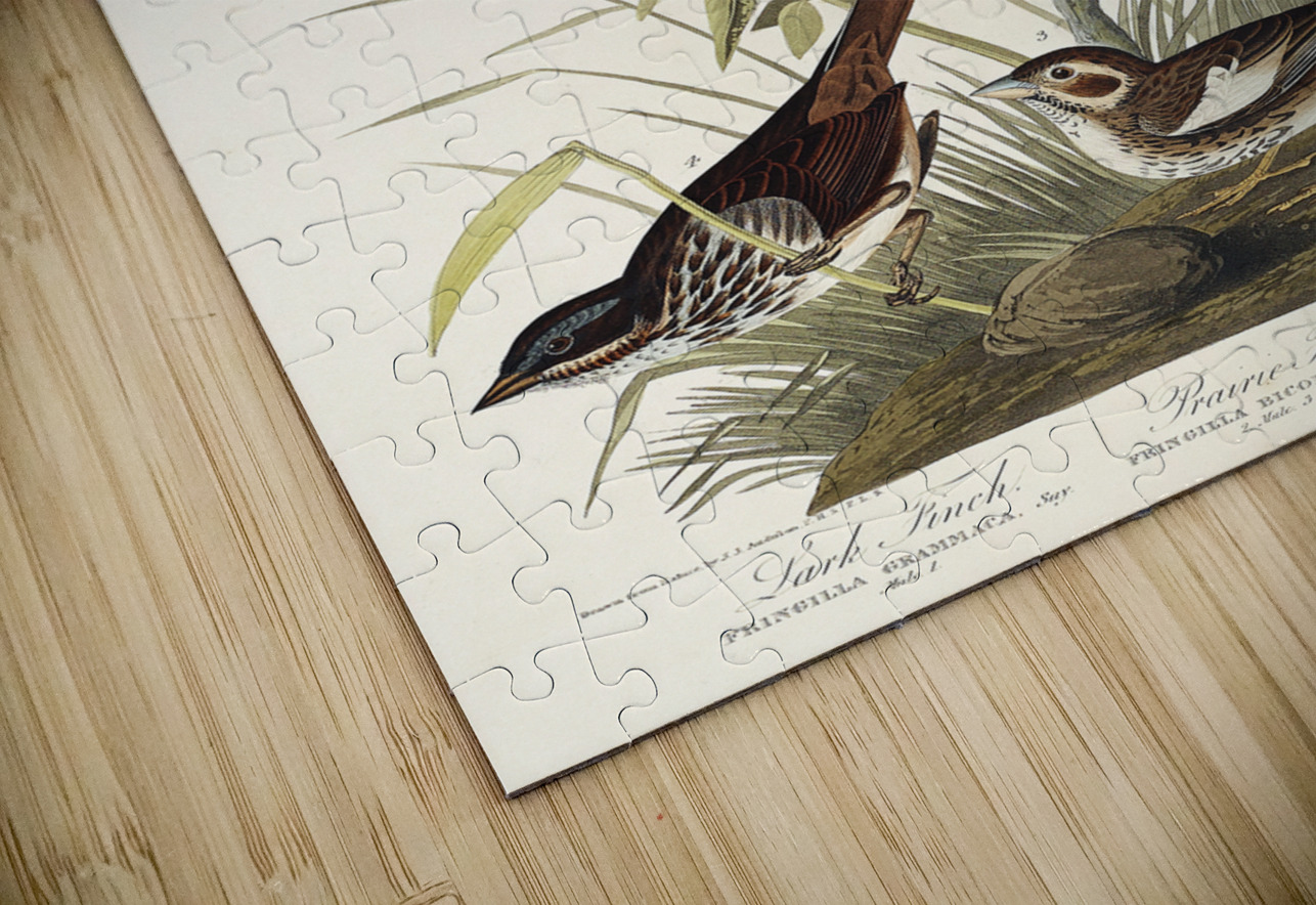 Lark Finch Prairie Finch and Brown Song Sparrow IStockHistory com Puzzle
