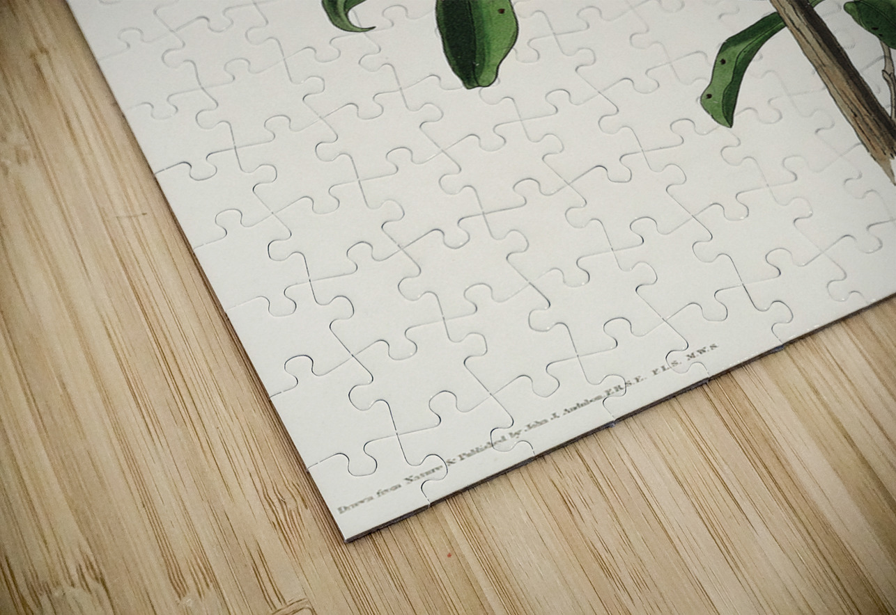 Cuviers Kinglet IStockHistory com Puzzle