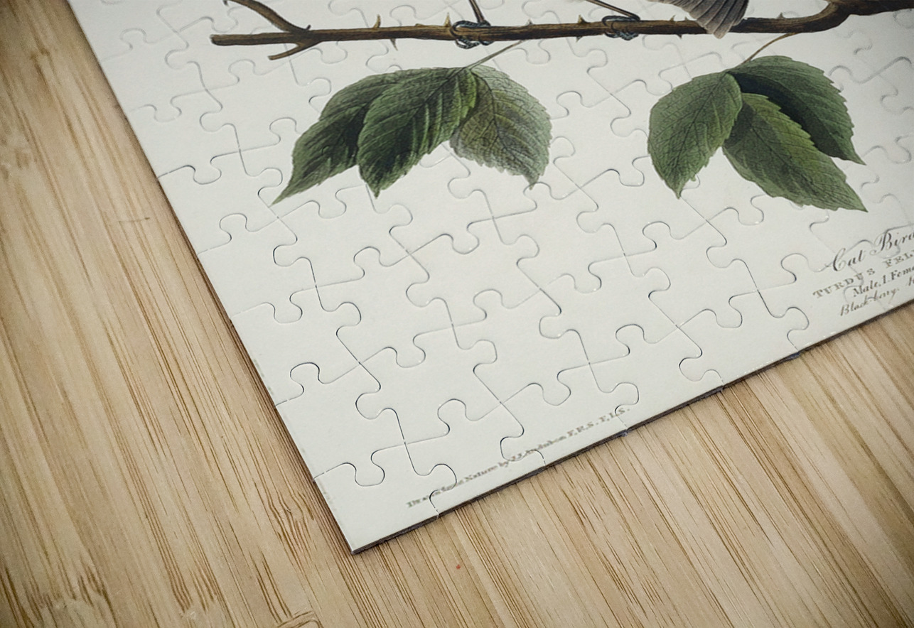 Cat Bird IStockHistory com Puzzle