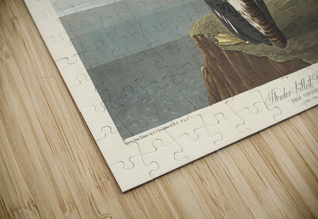 Slender-billed Guillemot IStockHistory com Puzzle