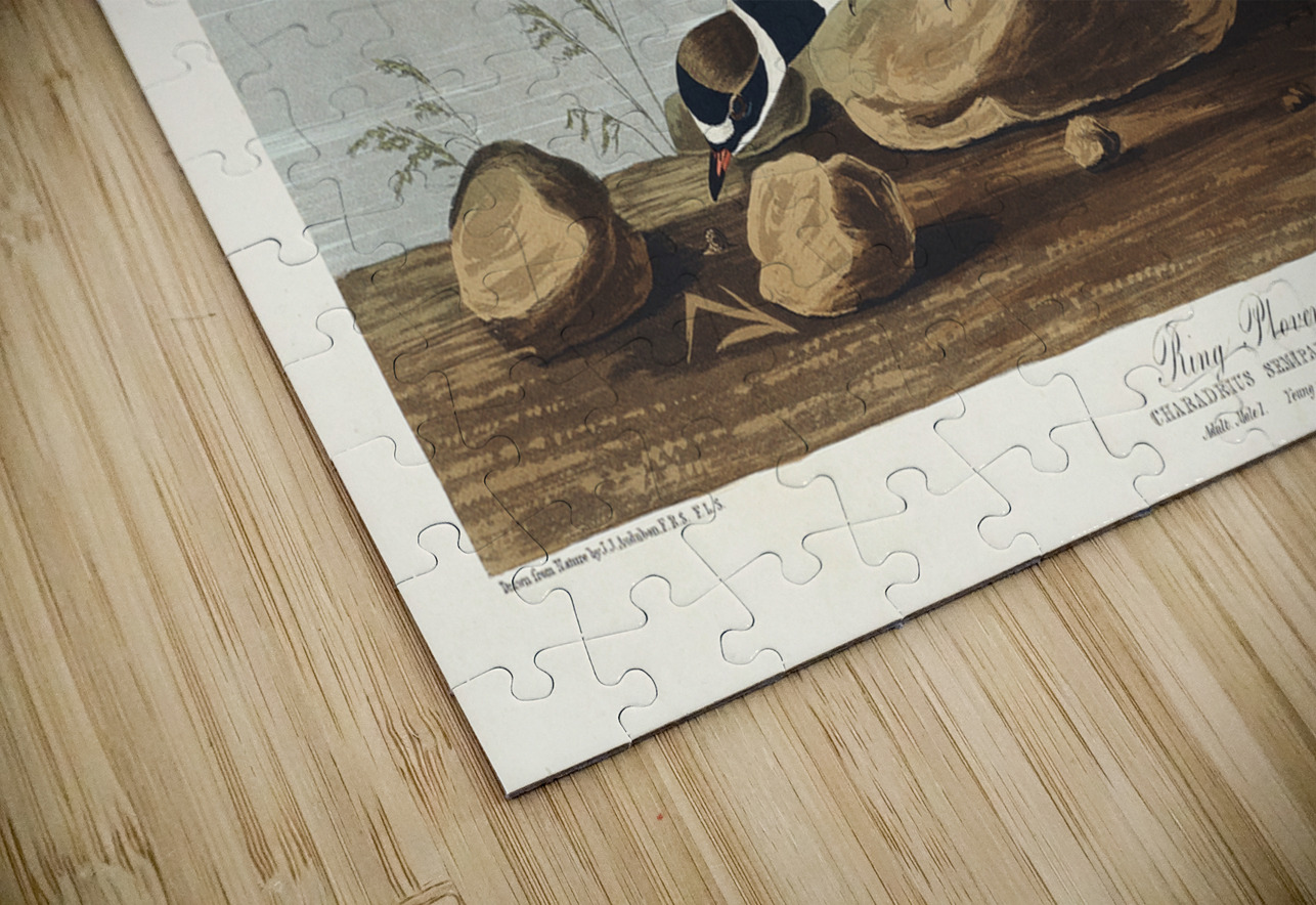 Ring Plover IStockHistory com Puzzle