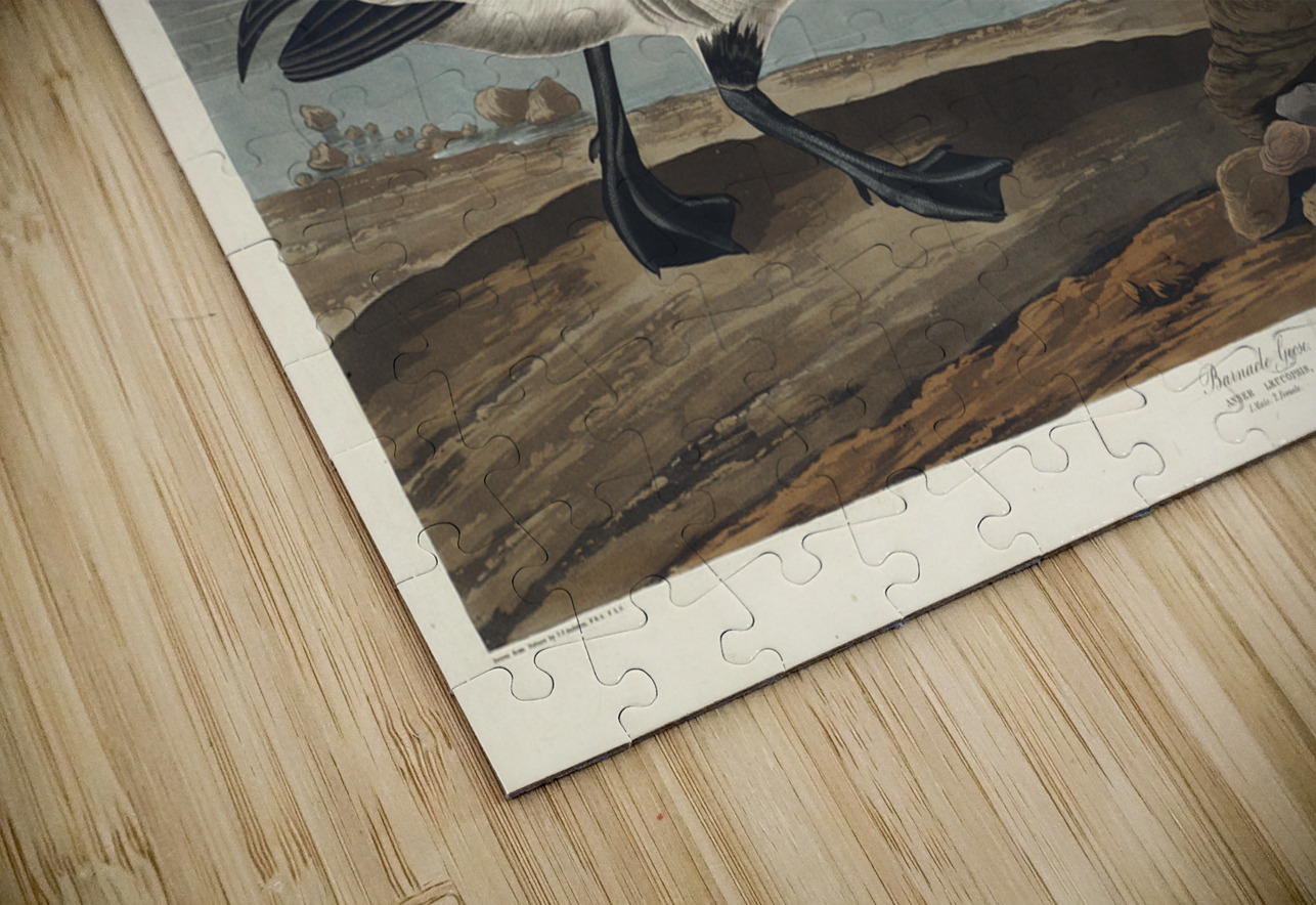 Barnacle Goose IStockHistory com Puzzle