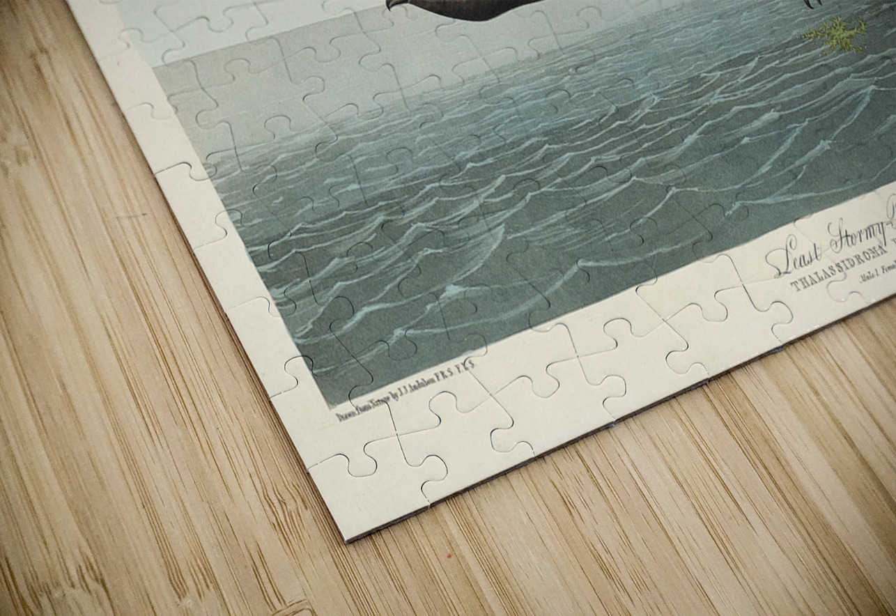 Least Stormy-Petrel IStockHistory com Puzzle