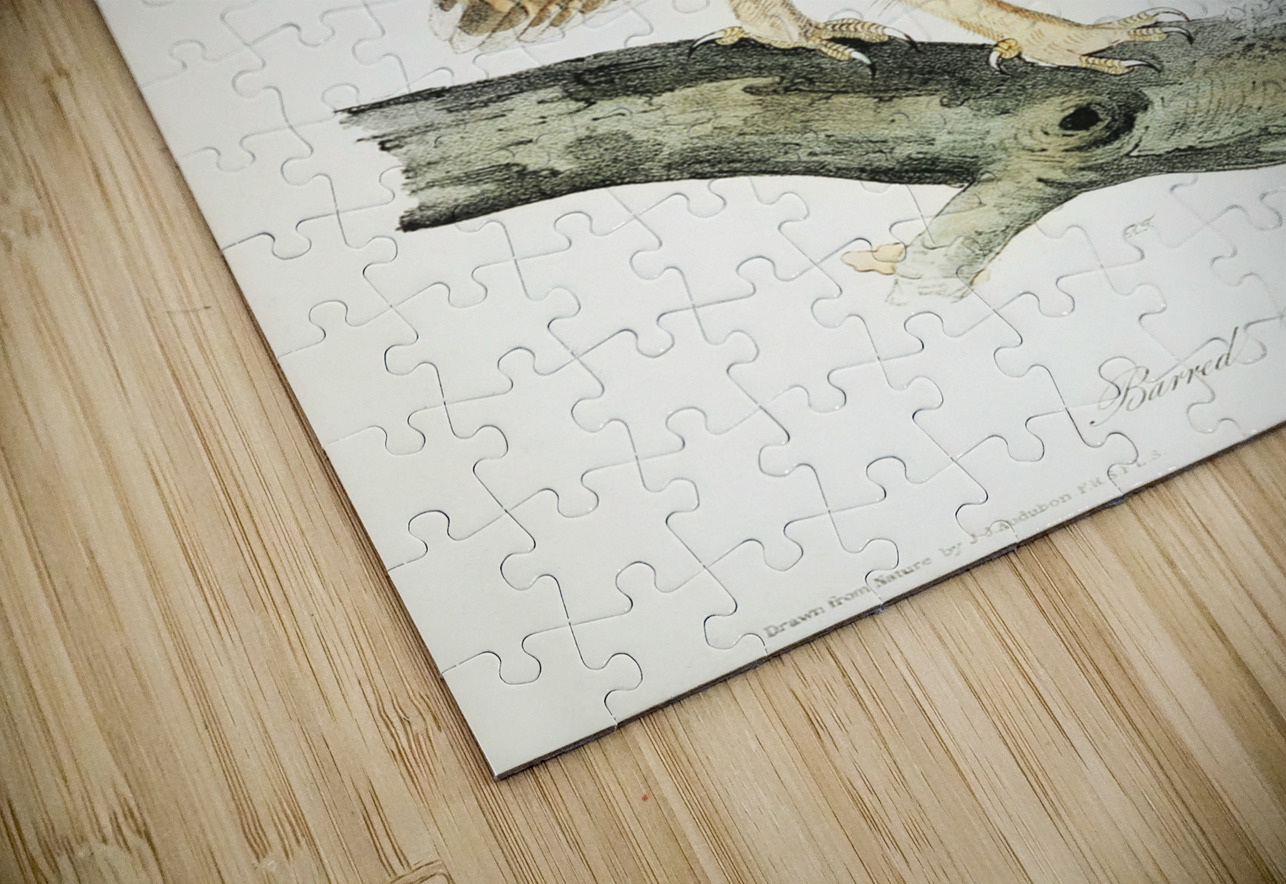 Barred Owl IStockHistory com Puzzle