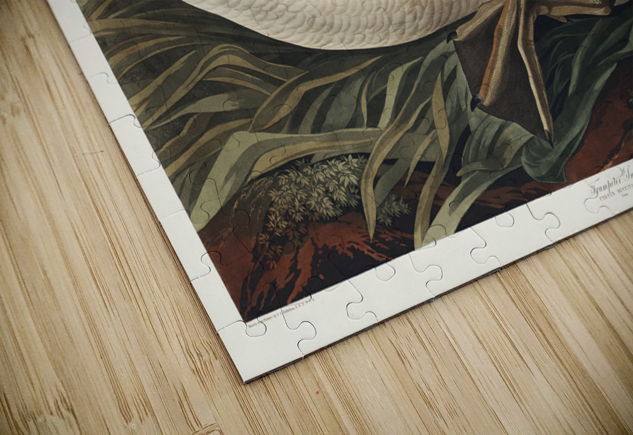 Trumpeter Swan IStockHistory com Puzzle