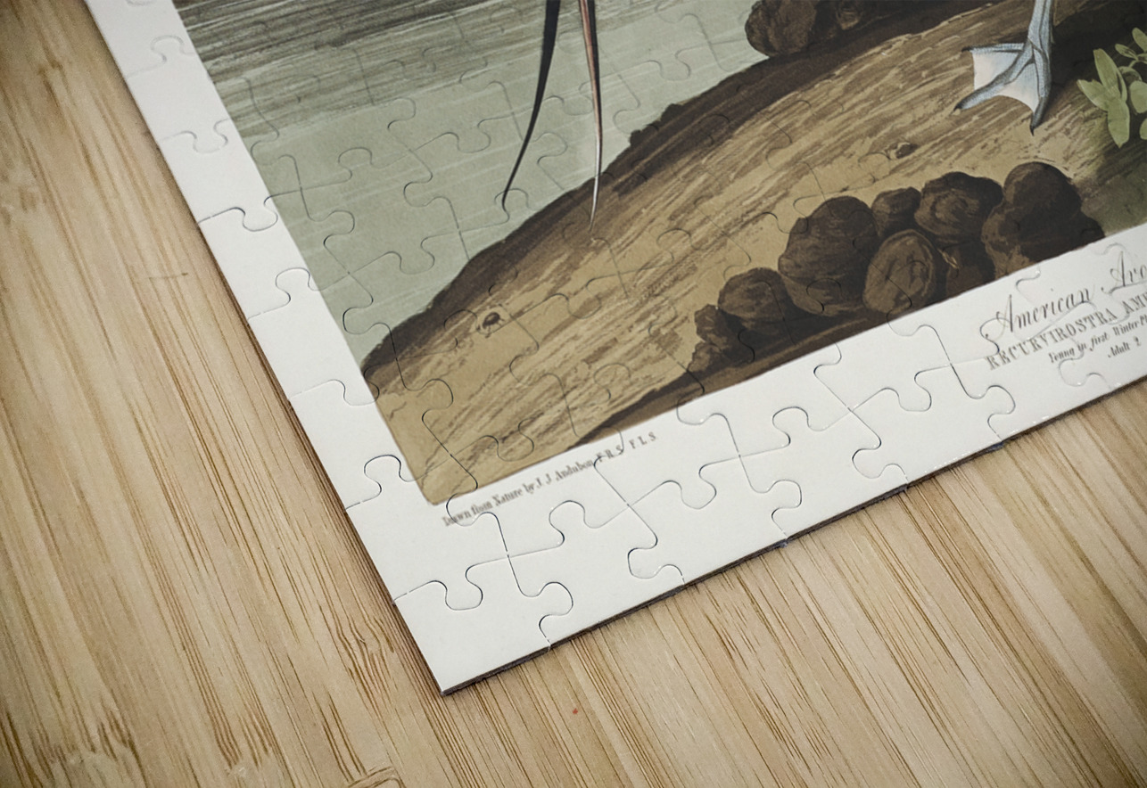 American Avocet IStockHistory com Puzzle