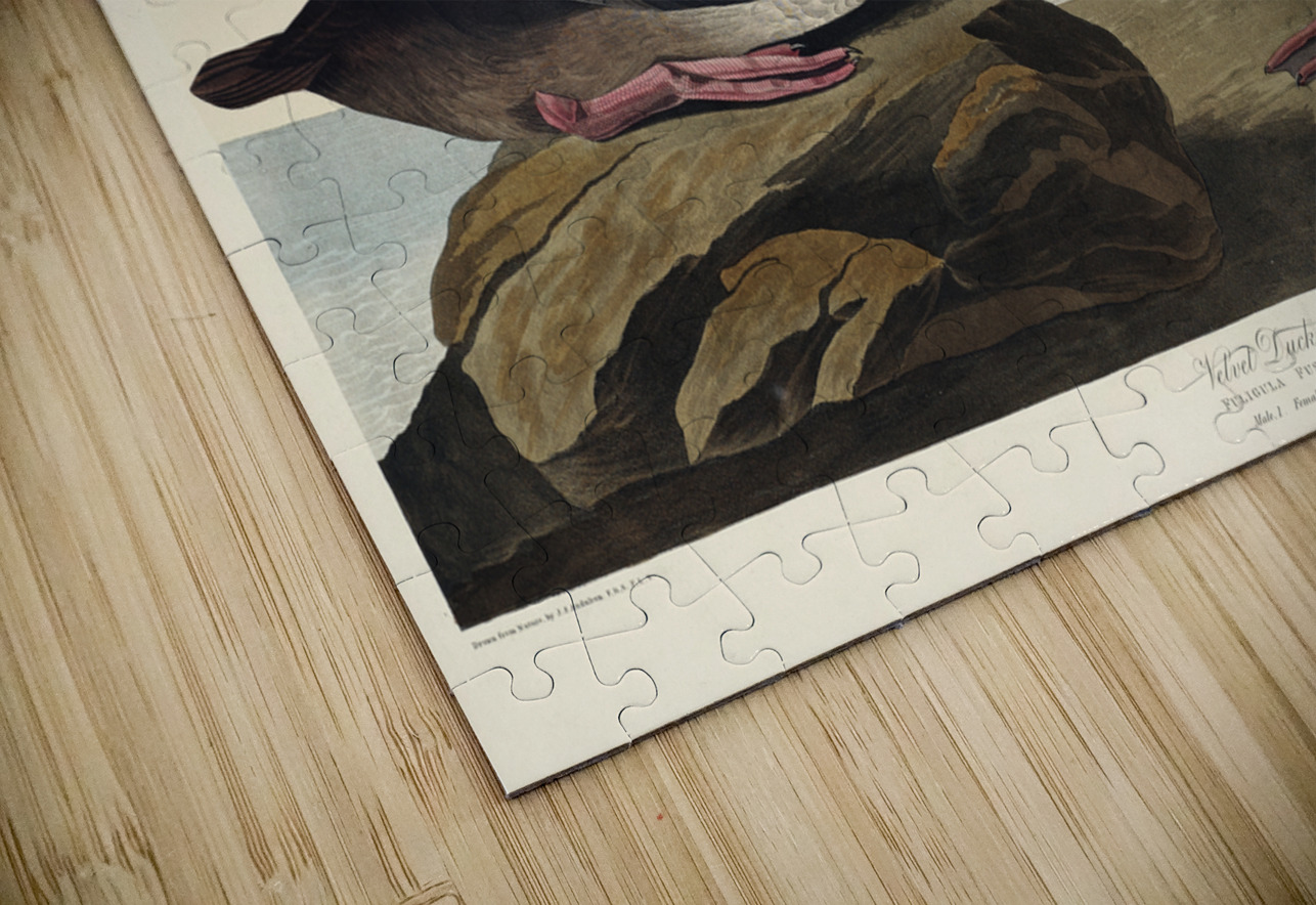 Blue-eyed yellow Warbler IStockHistory com Puzzle