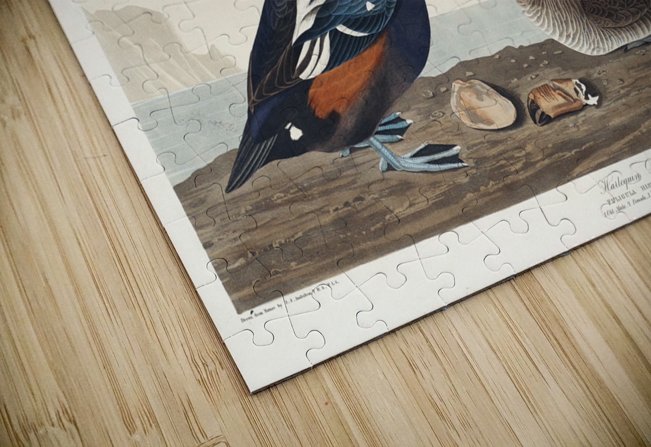 Harlequin Duck IStockHistory com Puzzle