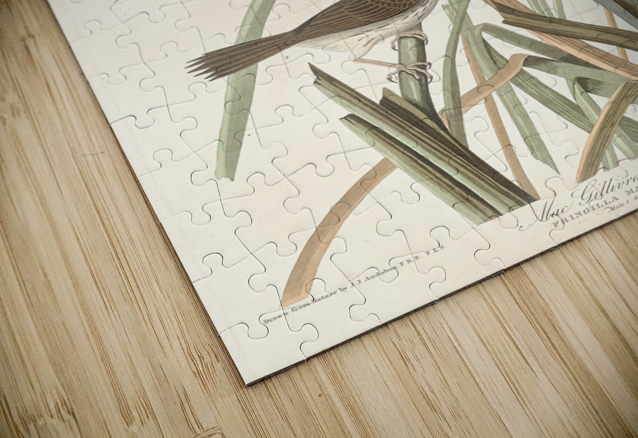 MacGillivrays Finch IStockHistory com Puzzle