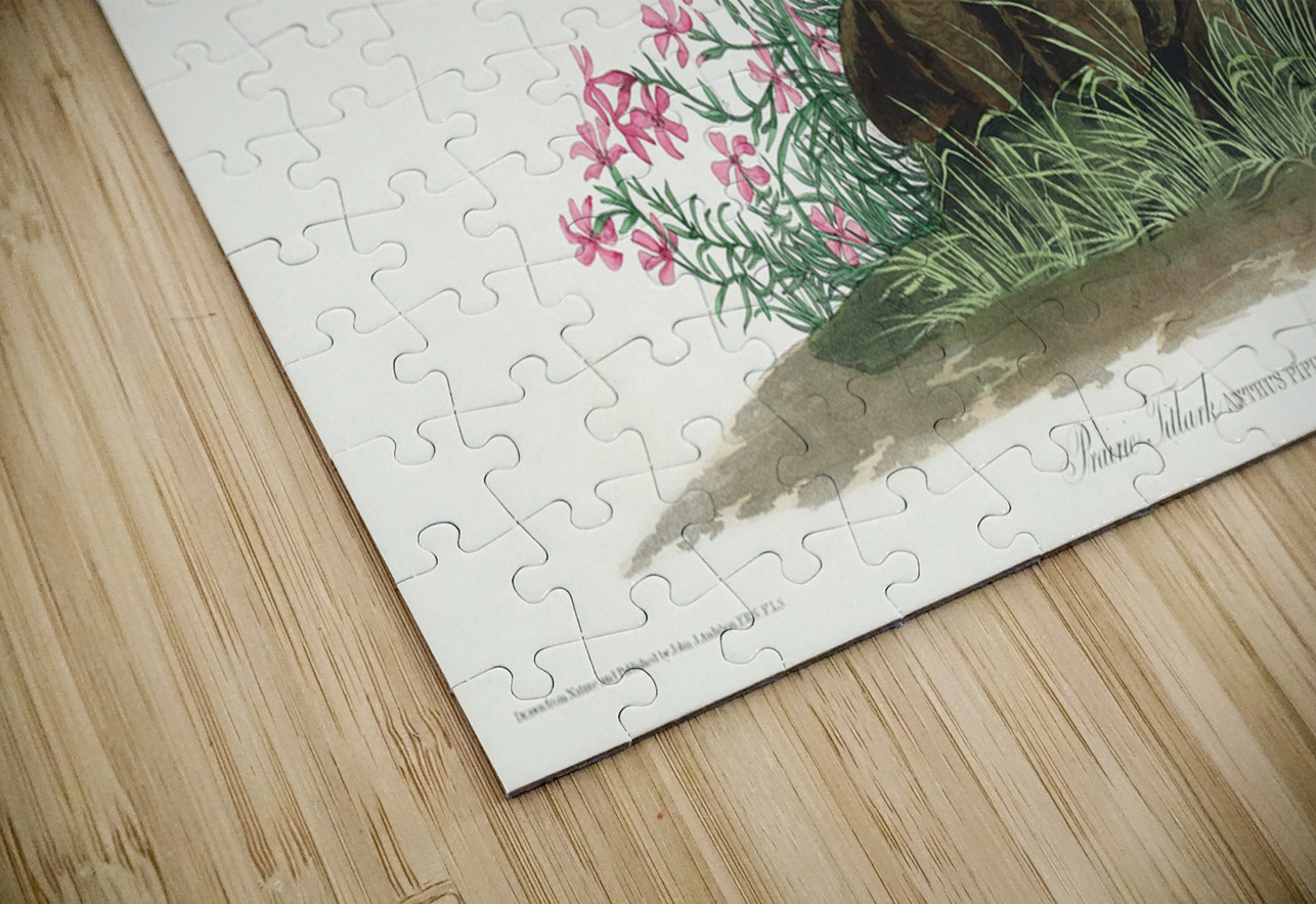 Prairie Titlark IStockHistory com Puzzle