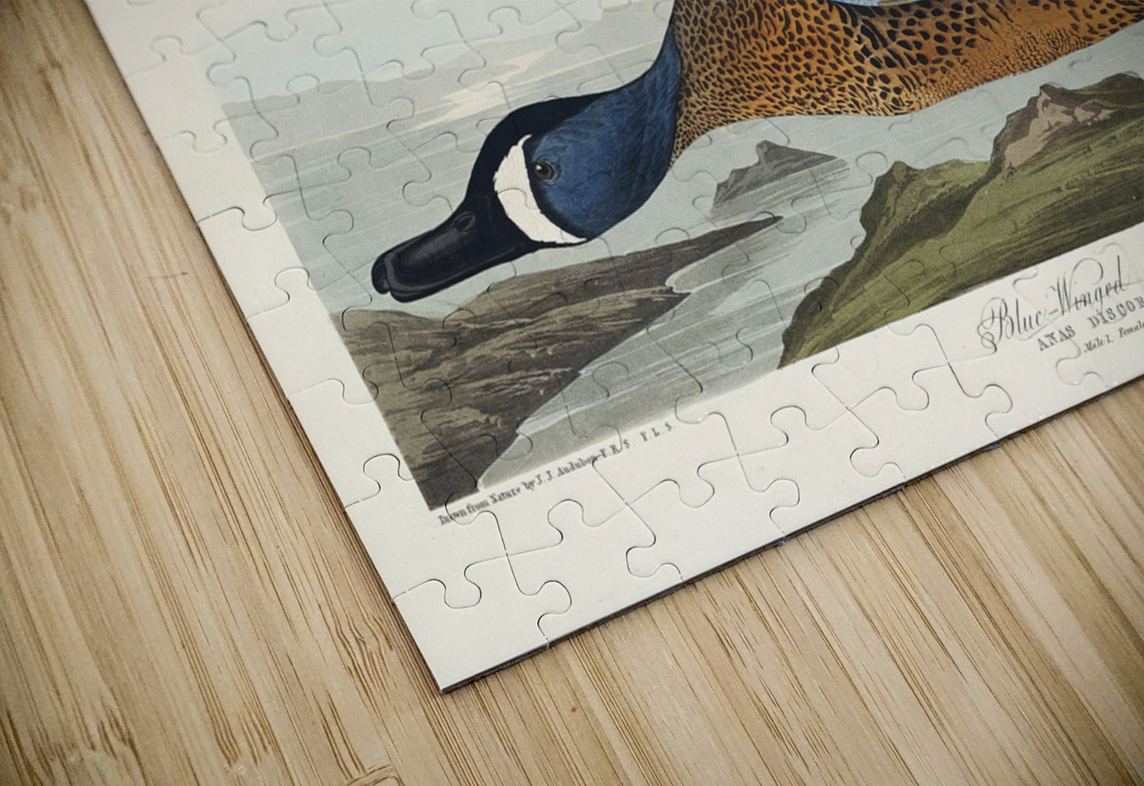 Blue-Winged Teal IStockHistory com Puzzle