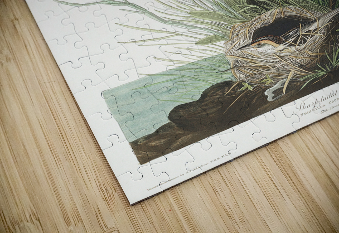 Sharp-tailed Finch IStockHistory com Puzzle