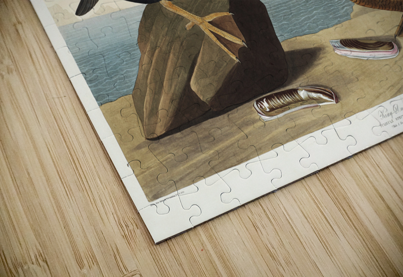 King Duck IStockHistory com Puzzle