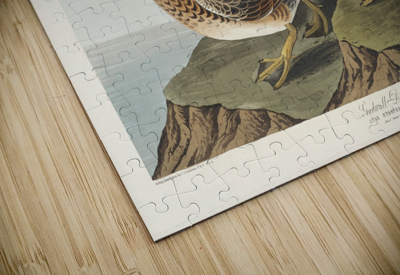 Gadwall Duck IStockHistory com Puzzle