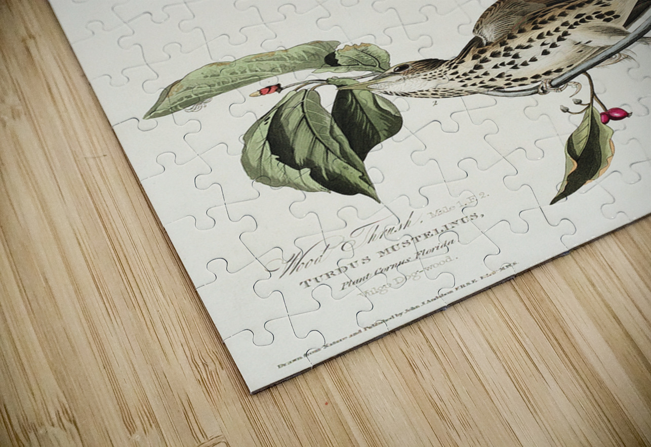 Wood Thrush IStockHistory com Puzzle
