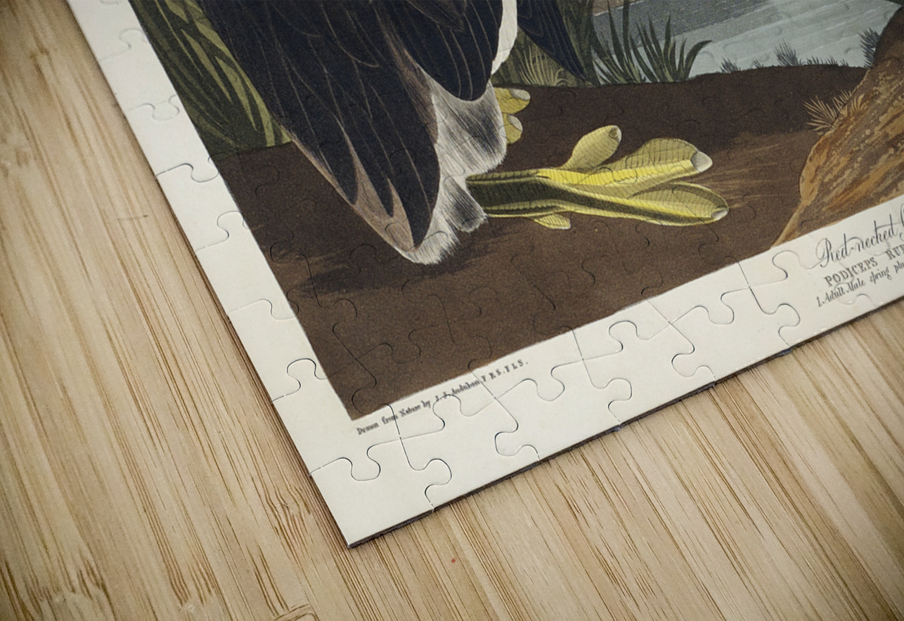 Red-necked Grebe IStockHistory com Puzzle