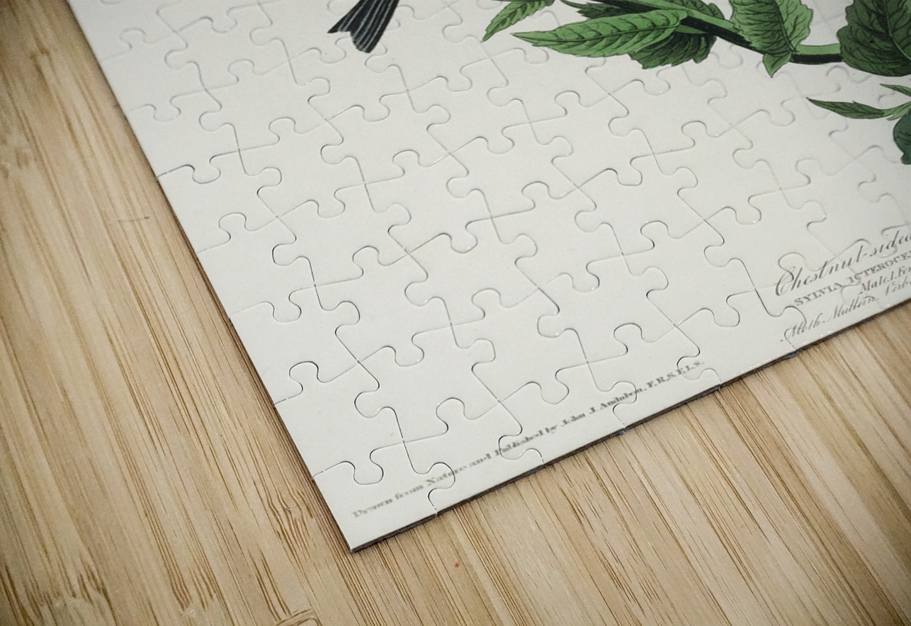 Chestnut-sided Warbler IStockHistory com Puzzle