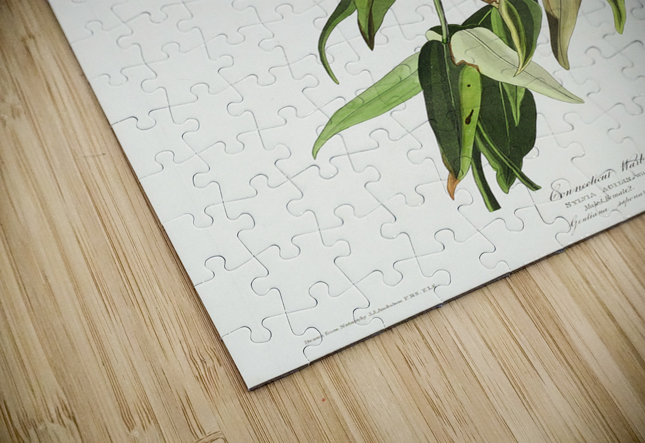 Connecticut Warbler IStockHistory com Puzzle