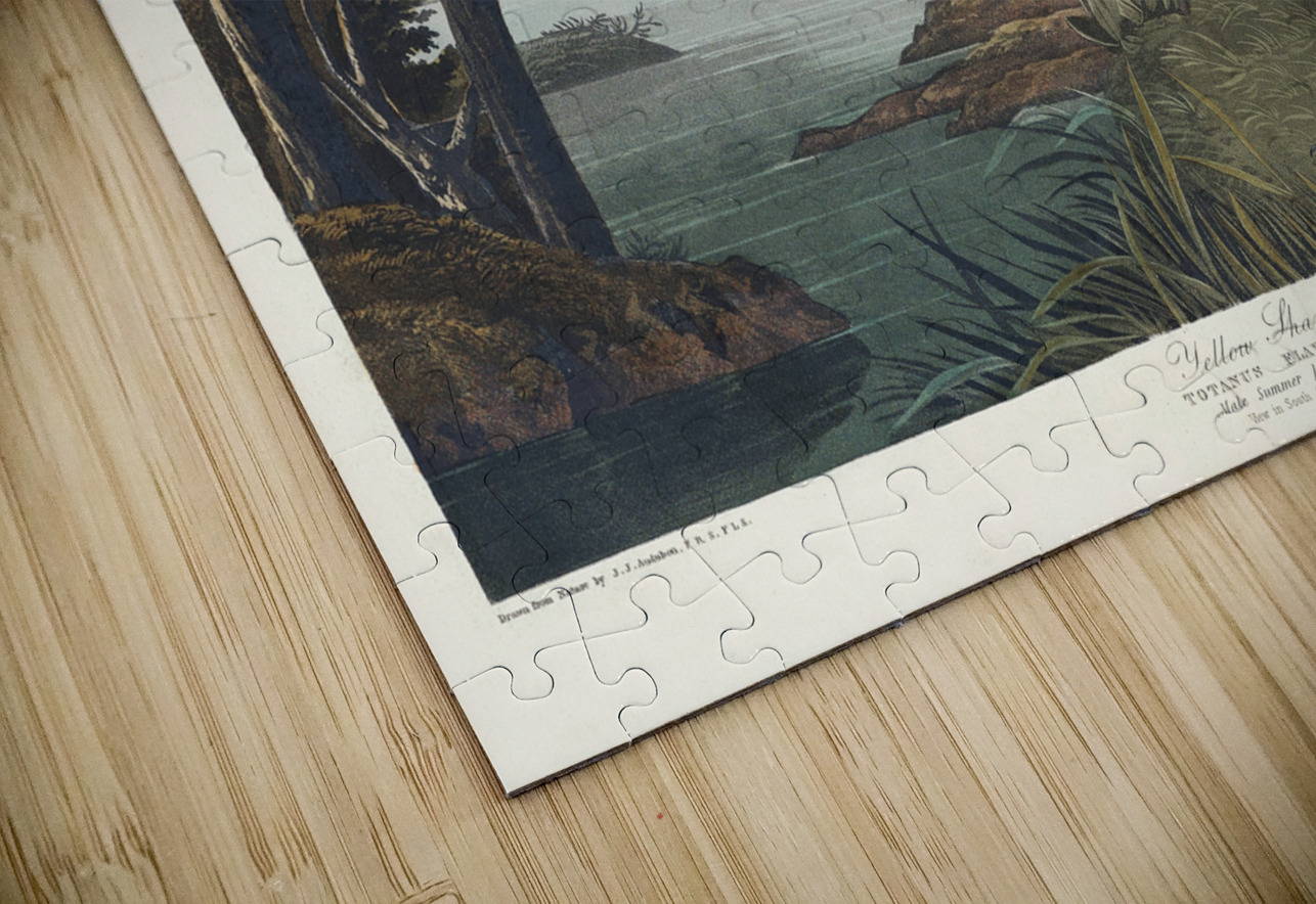 Yellow Shank IStockHistory com Puzzle