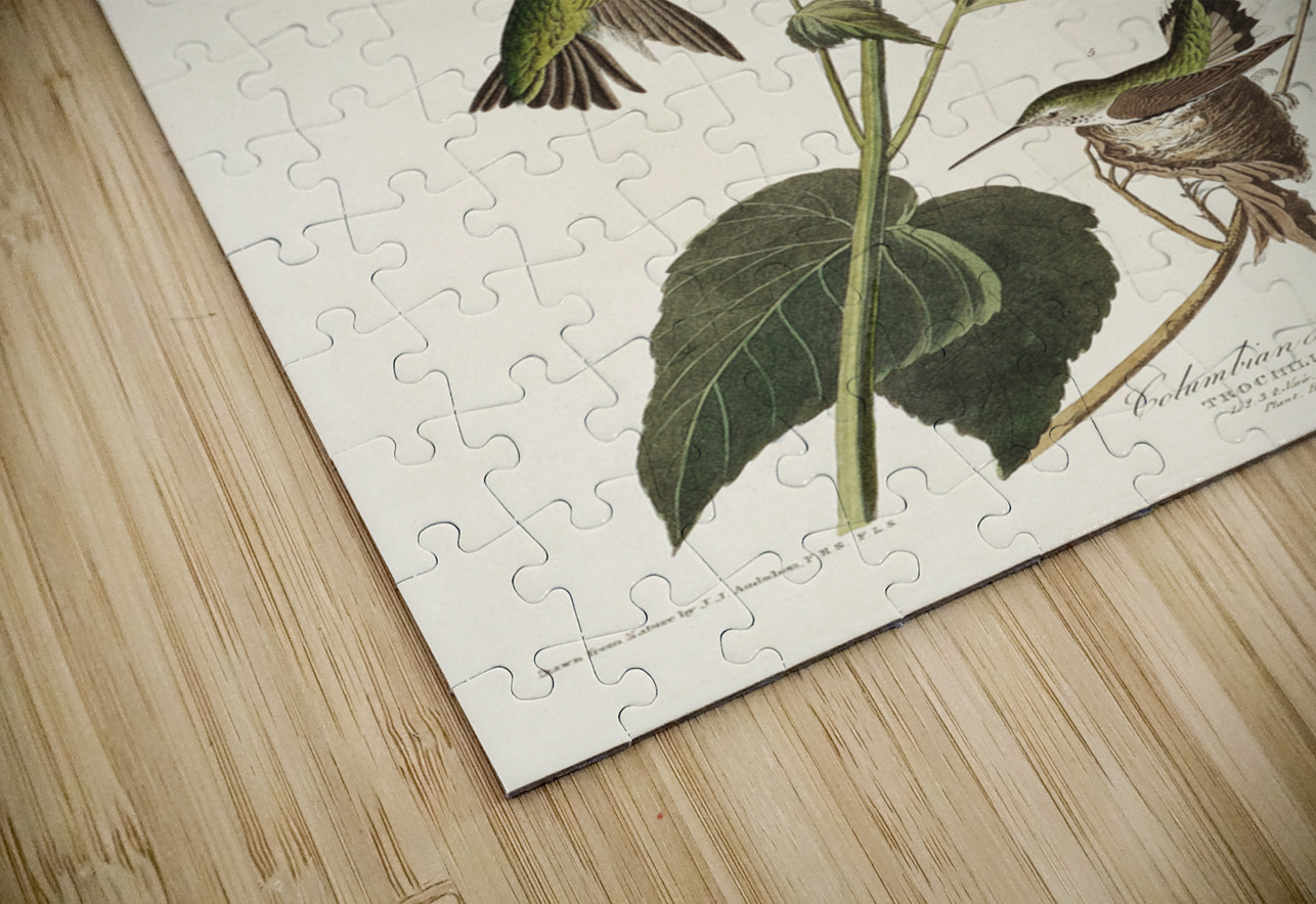 Columbian Humming Bird IStockHistory com Puzzle