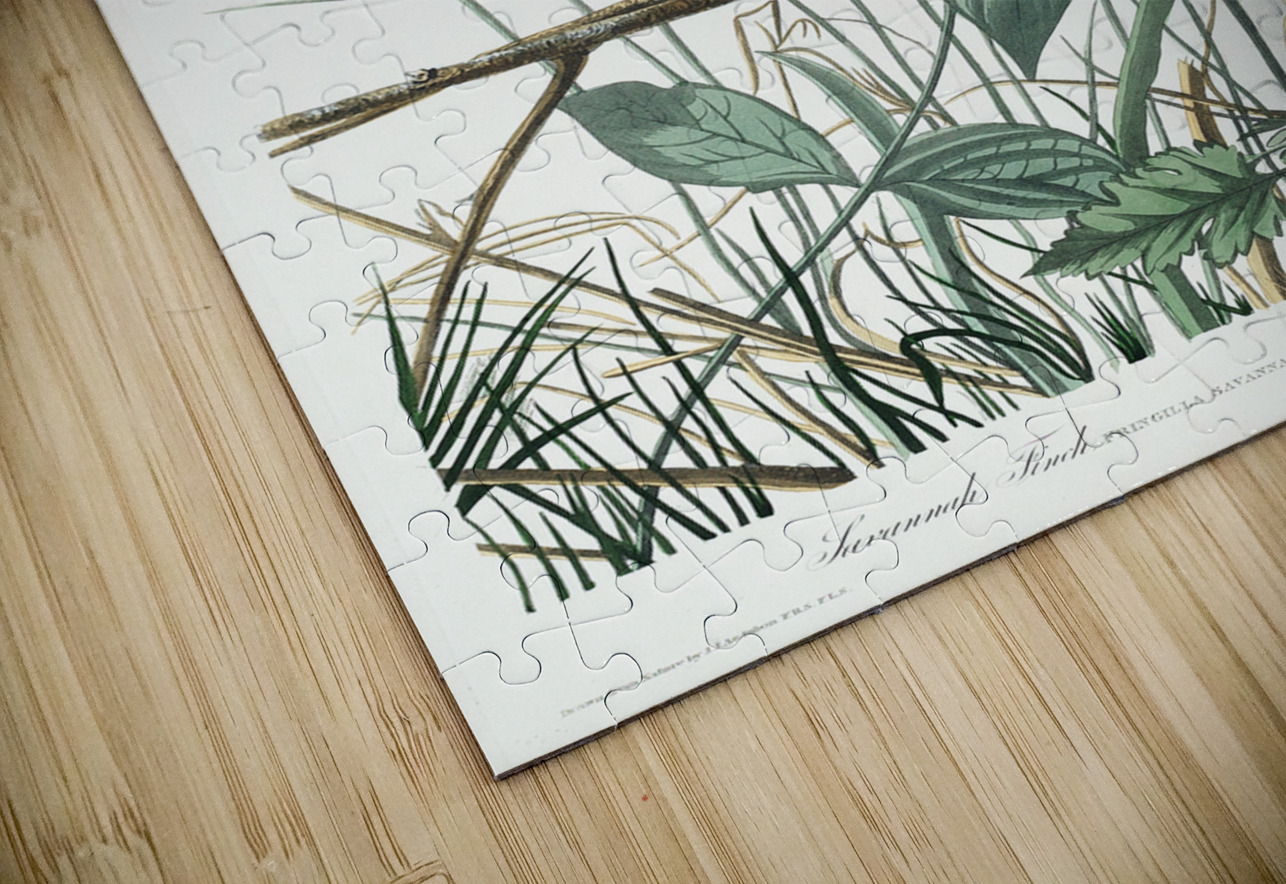 Savannah Finch IStockHistory com Puzzle