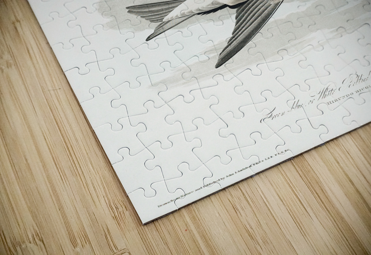 White-bellied Swallow IStockHistory com Puzzle