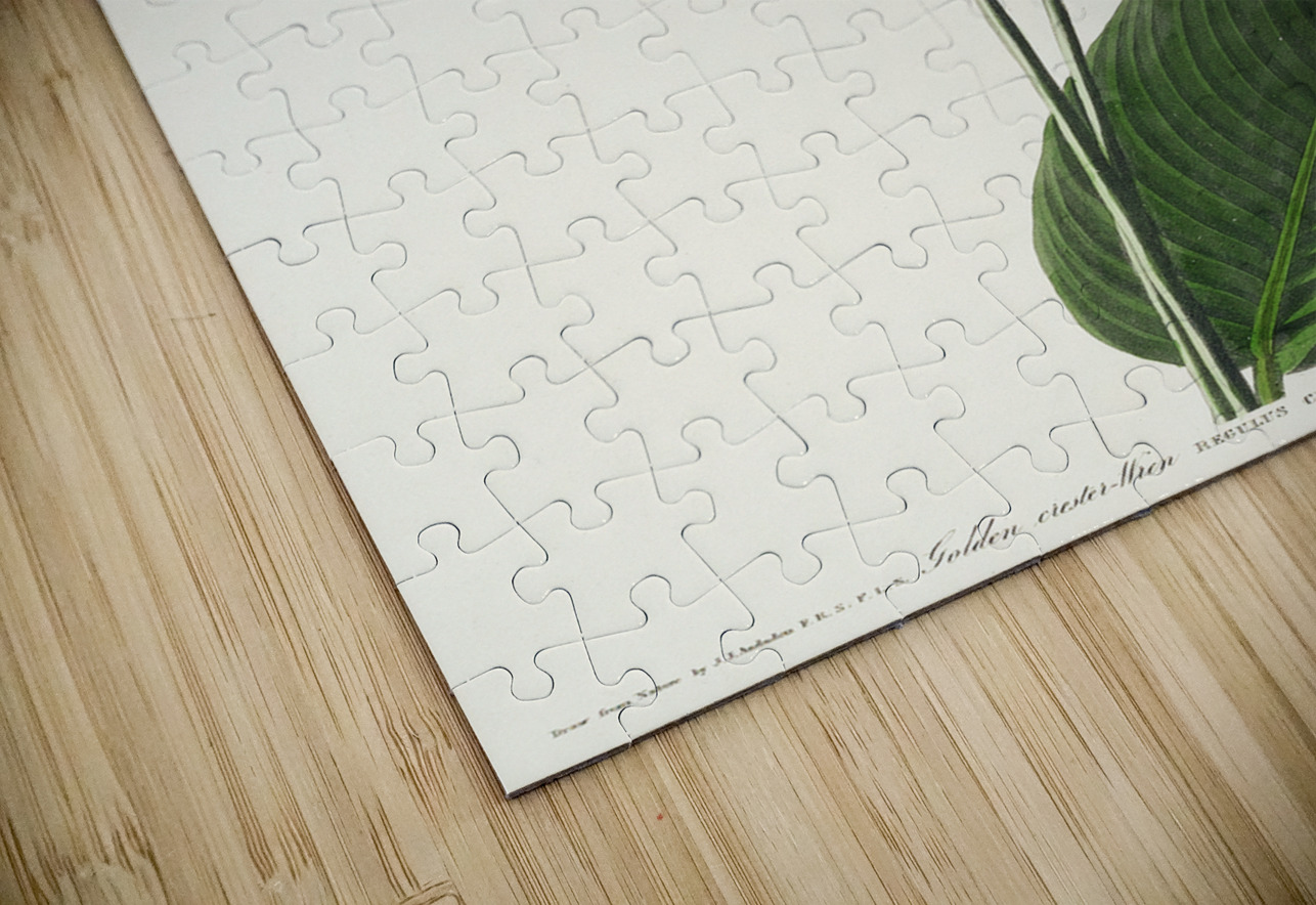 American Golden crested-Wren IStockHistory com Puzzle