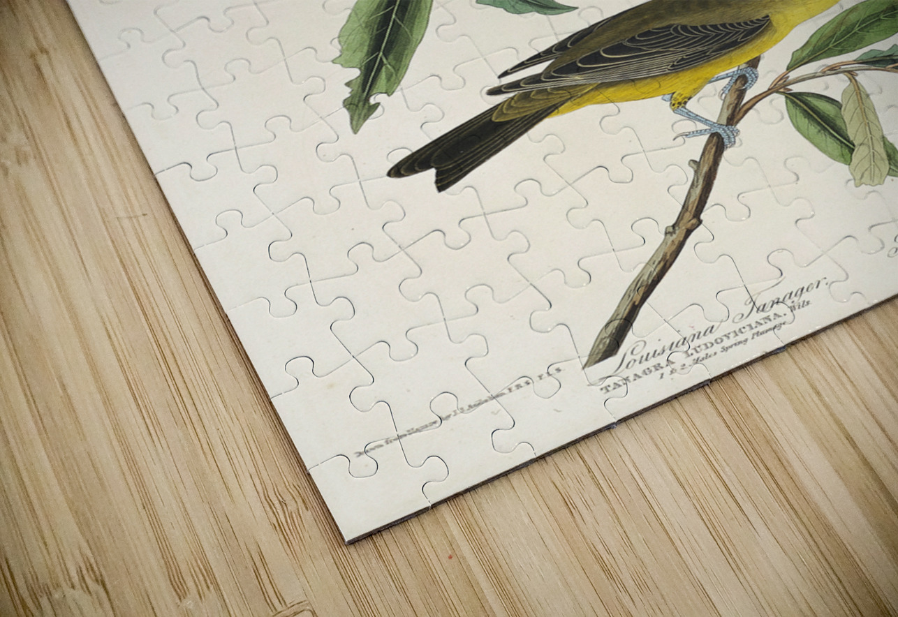 Louisiana Tanager and Scarlet Tanager IStockHistory com Puzzle