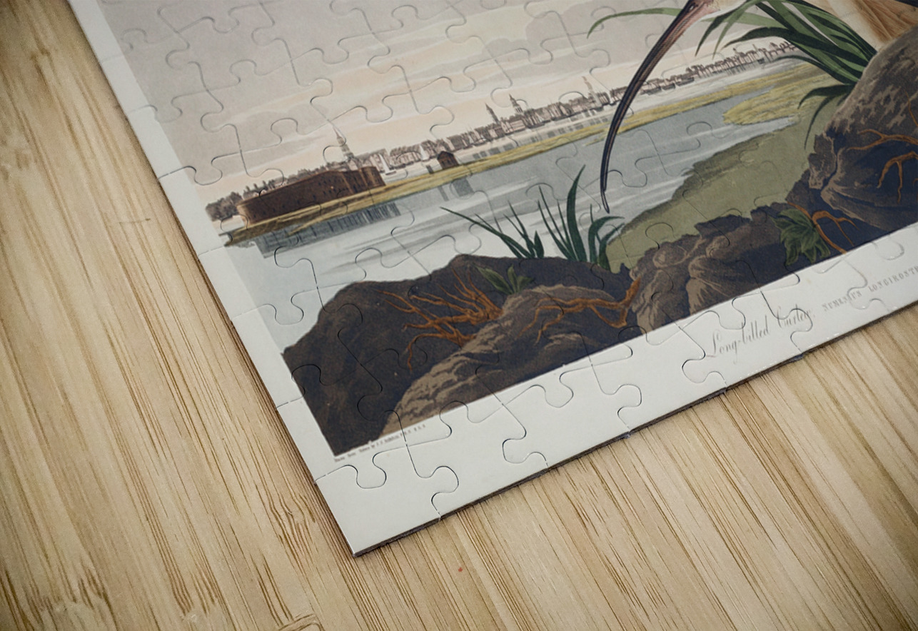 Long-billed Curlew IStockHistory com Puzzle