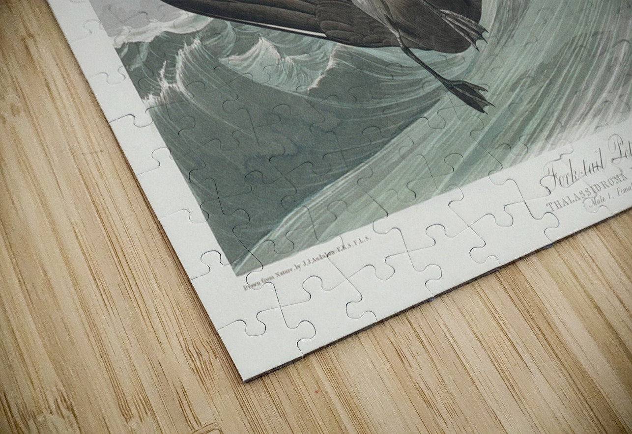 Fork-tailed Petrel IStockHistory com Puzzle